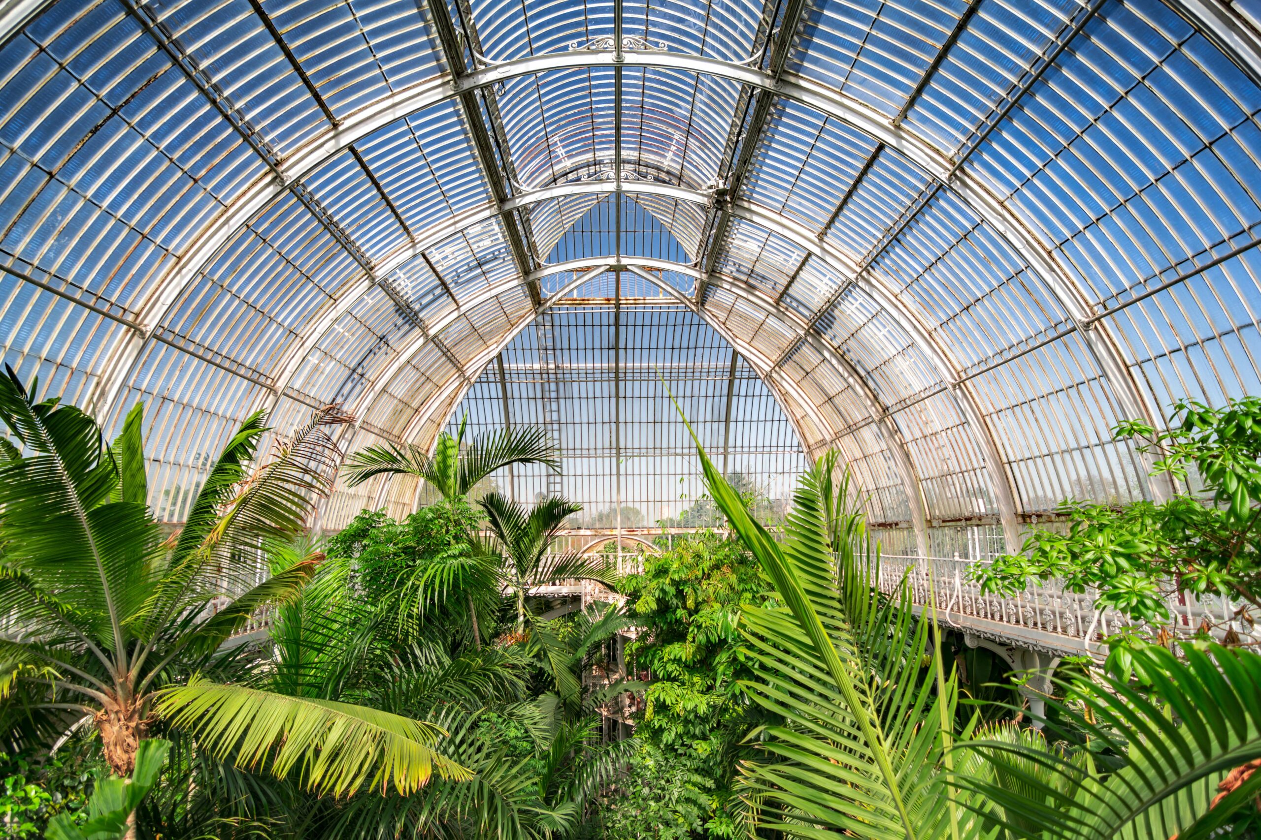 London. United Kingdom. Circa August 2017. Palm garden in a greenhouse in Kew Royal Botanic Gardens.