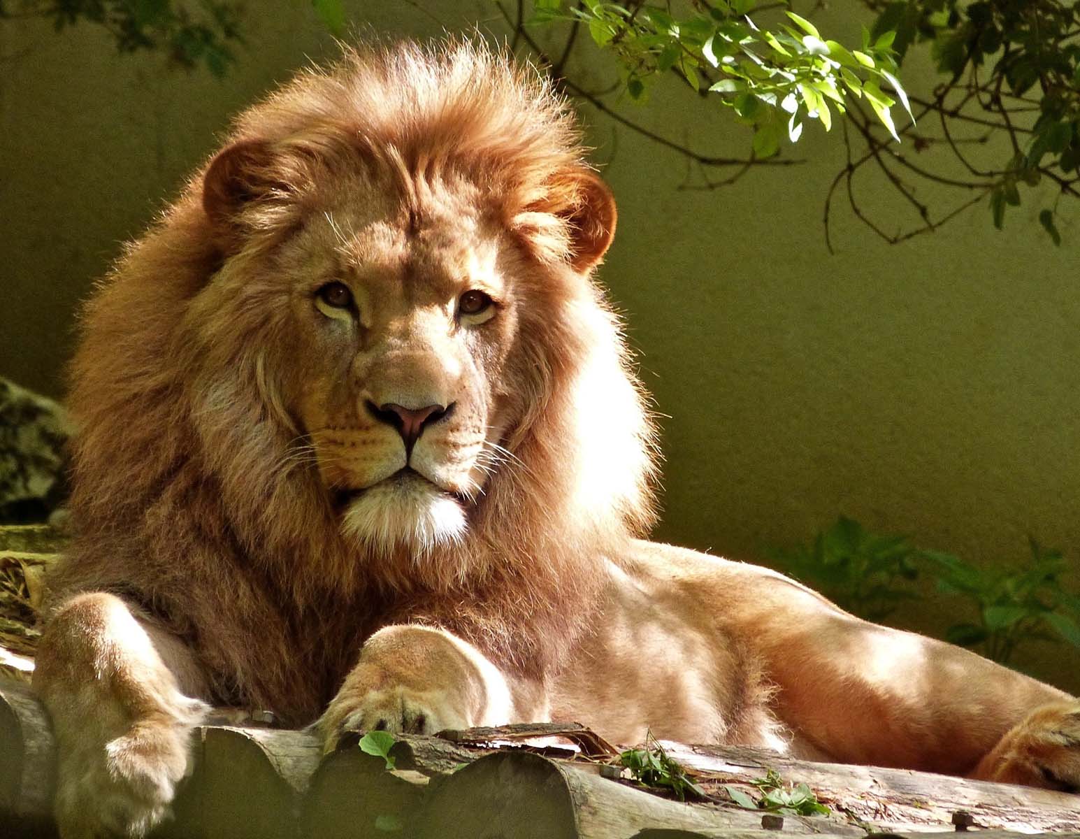 HELLABRUNN ZOO MUNICH PIXABAY HELLABRUNN ZOO MUNICH PIXABAY
