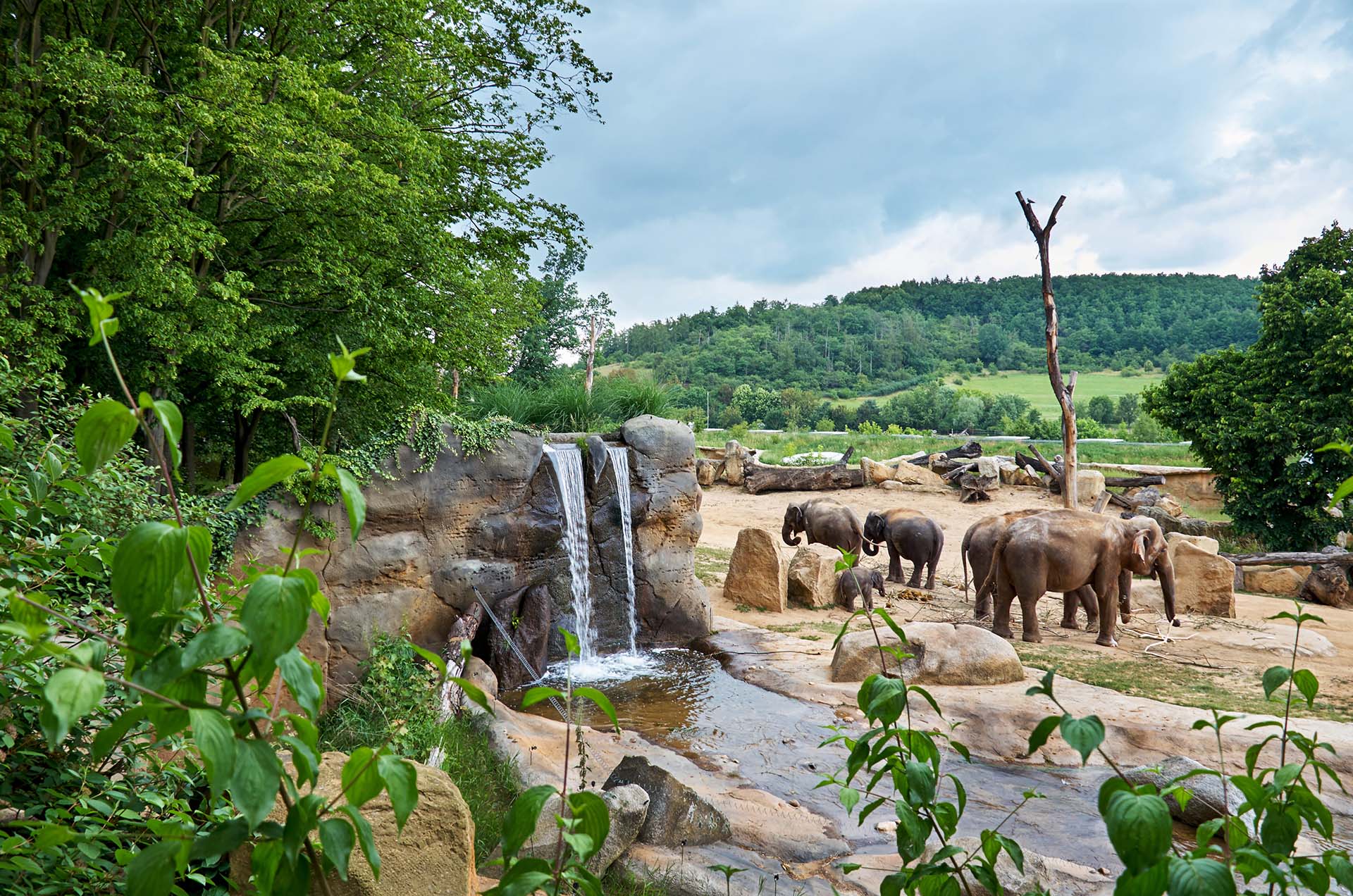 Czech Republic. Prague. Prague Zoo. Elephant and waterfall. June 12, 2016