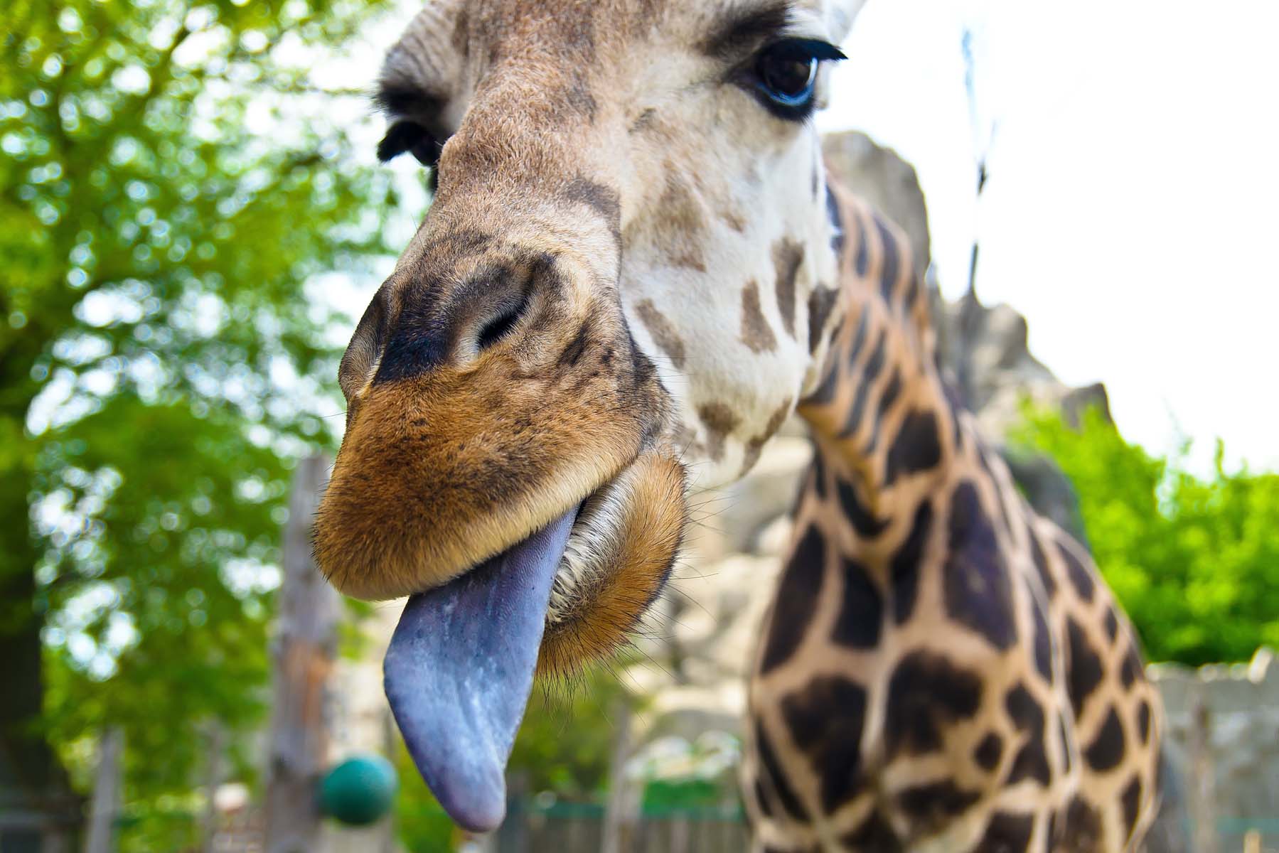 Giraffe.,Face,,Portrait.,Zoo,In,Budapest,,Hungary.,Sticking,His,Tongue