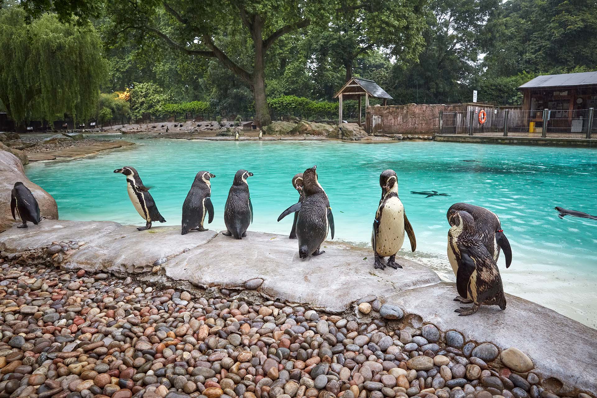 Penguins,At,The,Zoo,,London,,,Uk