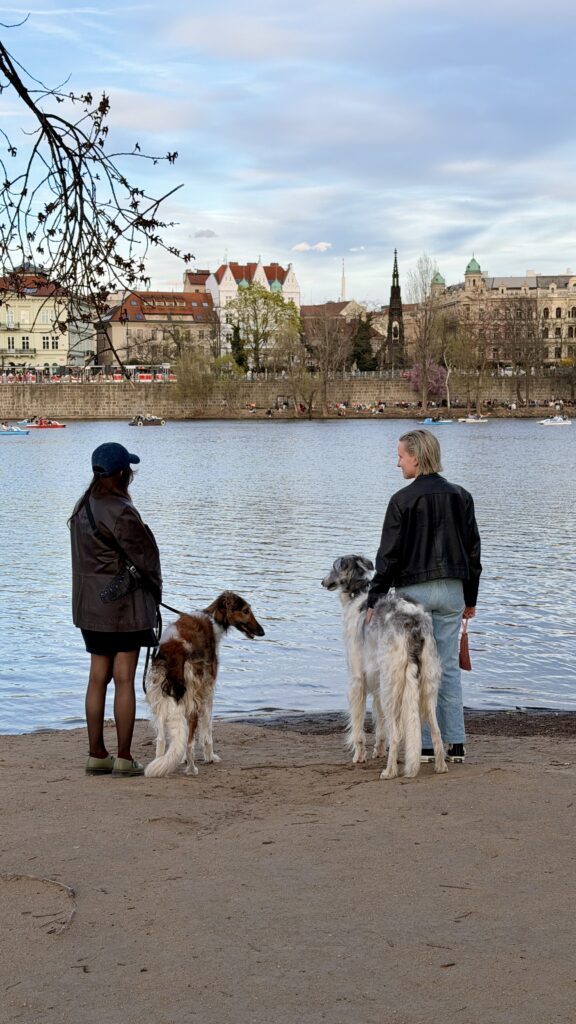 Střelecký ostrov - walking prague with a dog